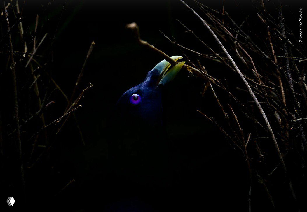 Фотография темной сцены с птицей: яркий фиолетовый глаз и желтый клюв, птица между ветвями — финалист в номинации «Поведение птиц».