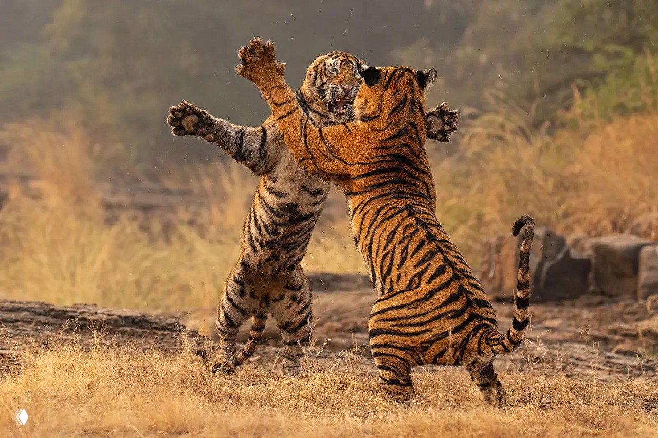 Два молодых тигра в динамичном поединке на сухой траве в Индии; эмоциональный кадр, отражающий поведение и напряжение между особями в дикой природе.