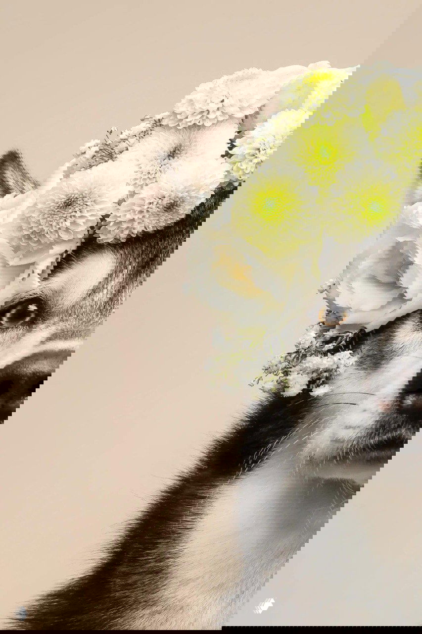 Крупный план хаски в венке из белых и жёлтых цветов на нейтральном фоне — художественный портрет победителя фотоконкурса BPA 2025.