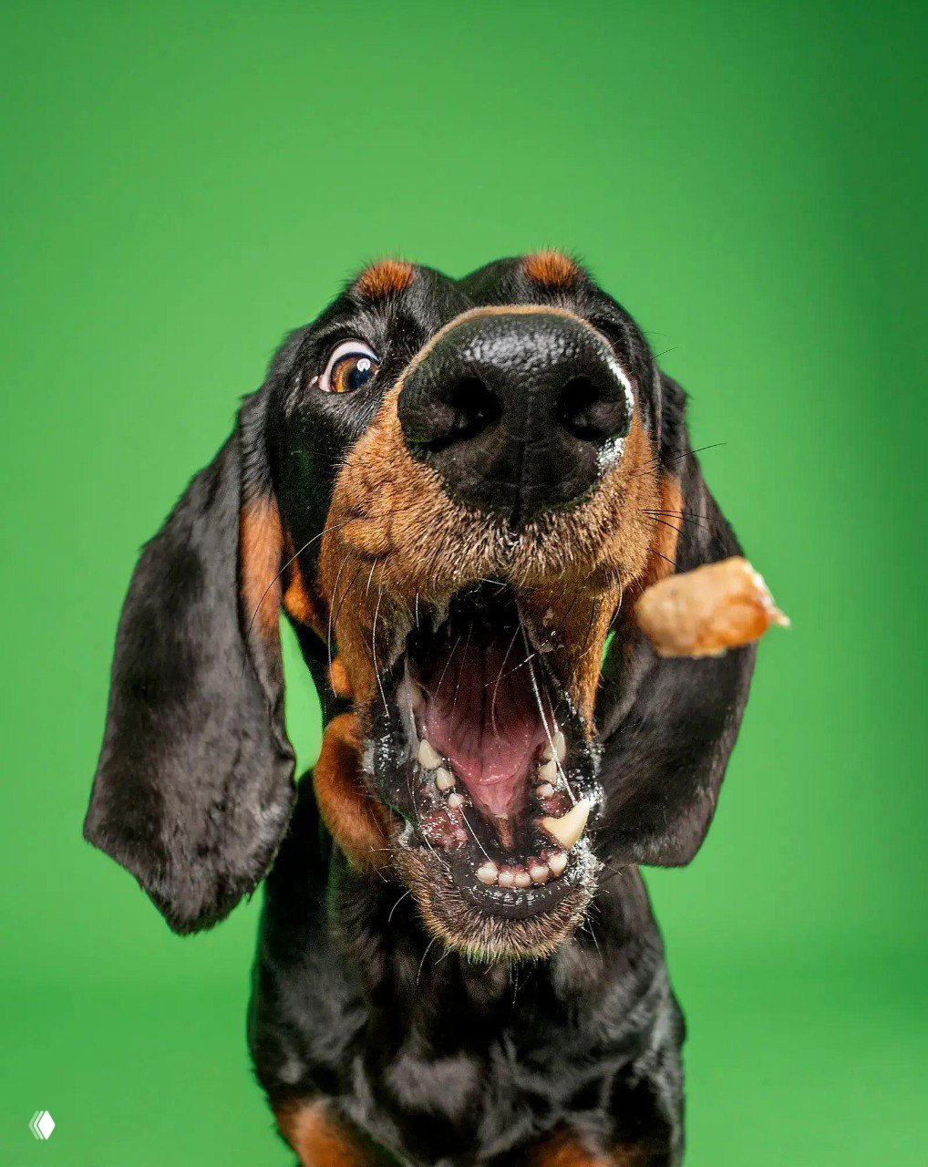 Черно-подпалый пес с широко открытой пастью и летящим лакомством на зелёном фоне — динамичная студийная фотография из конкурса.