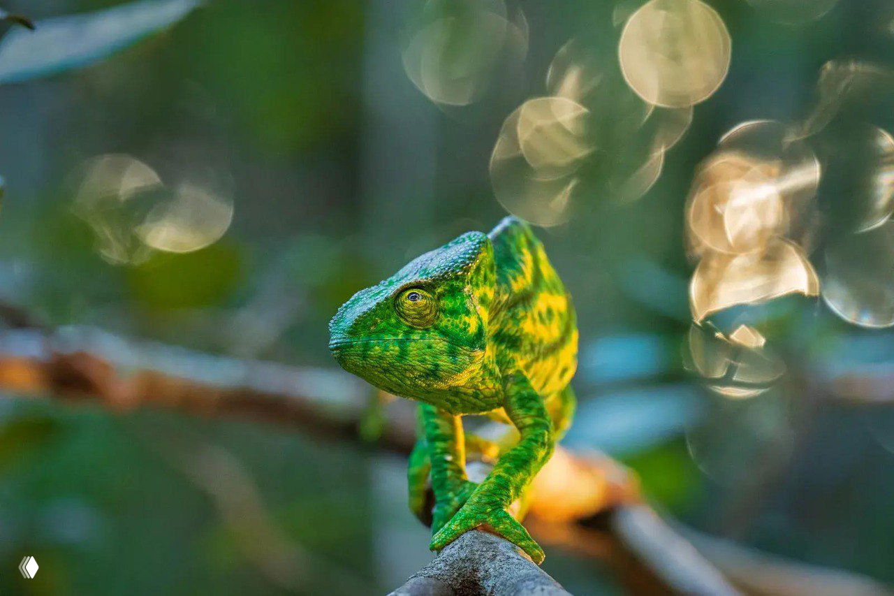 Крупный план зелёного хамелеона на ветке в лесном окружении; текстура кожи, узоры и тёплый боке на заднем плане создают художественную природу кадра.