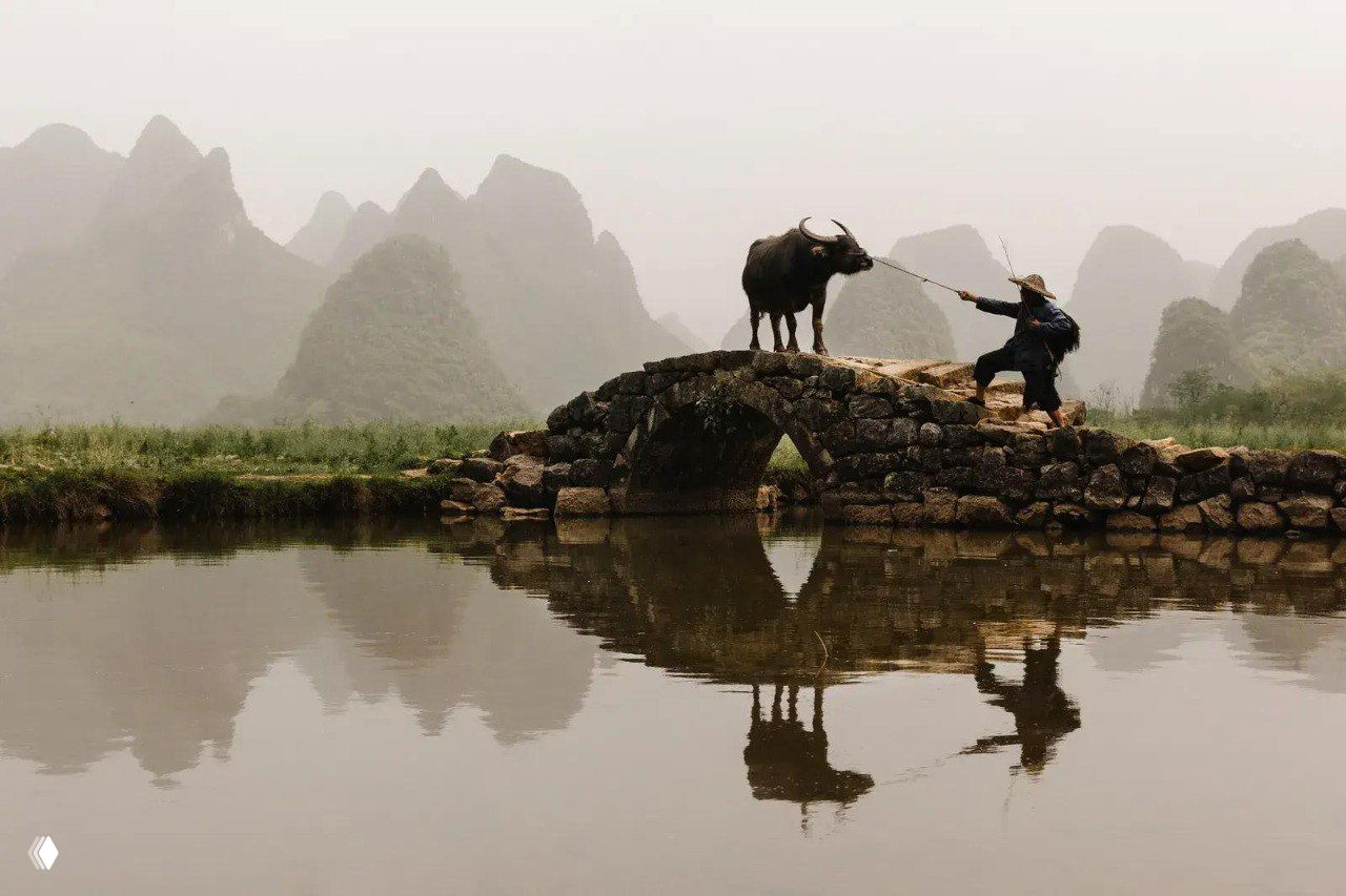 Буффало на каменном мосту и человек с палкой, отражение в воде и карстовые холмы на заднем плане — атмосферный кадр с крупным животным.