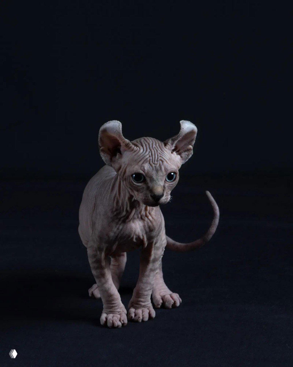 Котёнок породы сфинкс на тёмном фоне, подчёркнуты складки кожи и большие глаза — минималистичный и выразительный портрет.