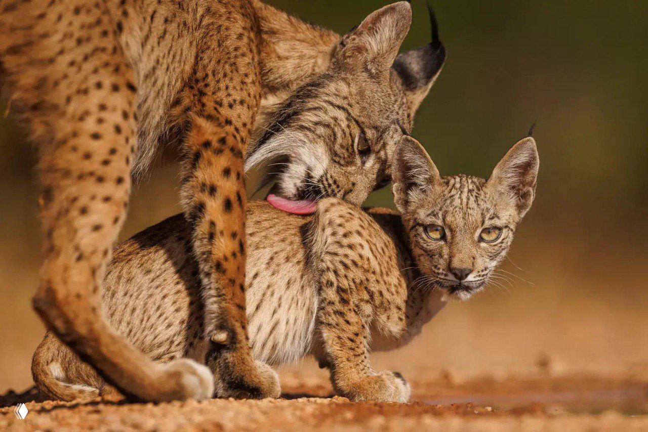 Рысь ухаживает за молодым особью в тёплом световом тоне; крупный план шерсти и позы демонстрирует семейное поведение хищников в естественной среде.