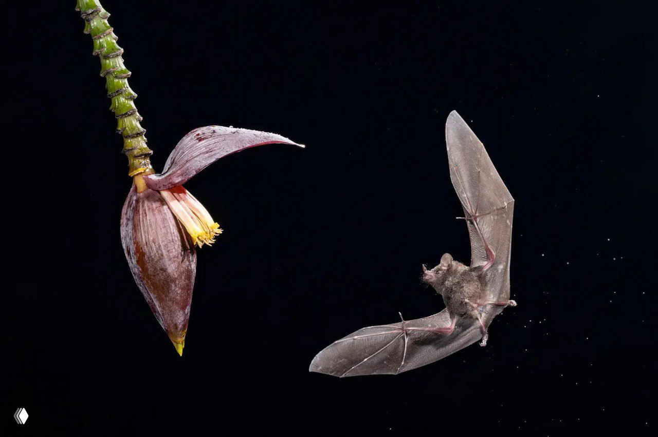 Летучая мышь в полёте рядом с цветком на чёрном фоне; ночная композиция подчёркивает тонкие детали крыльев и интересный контраст с цветком.