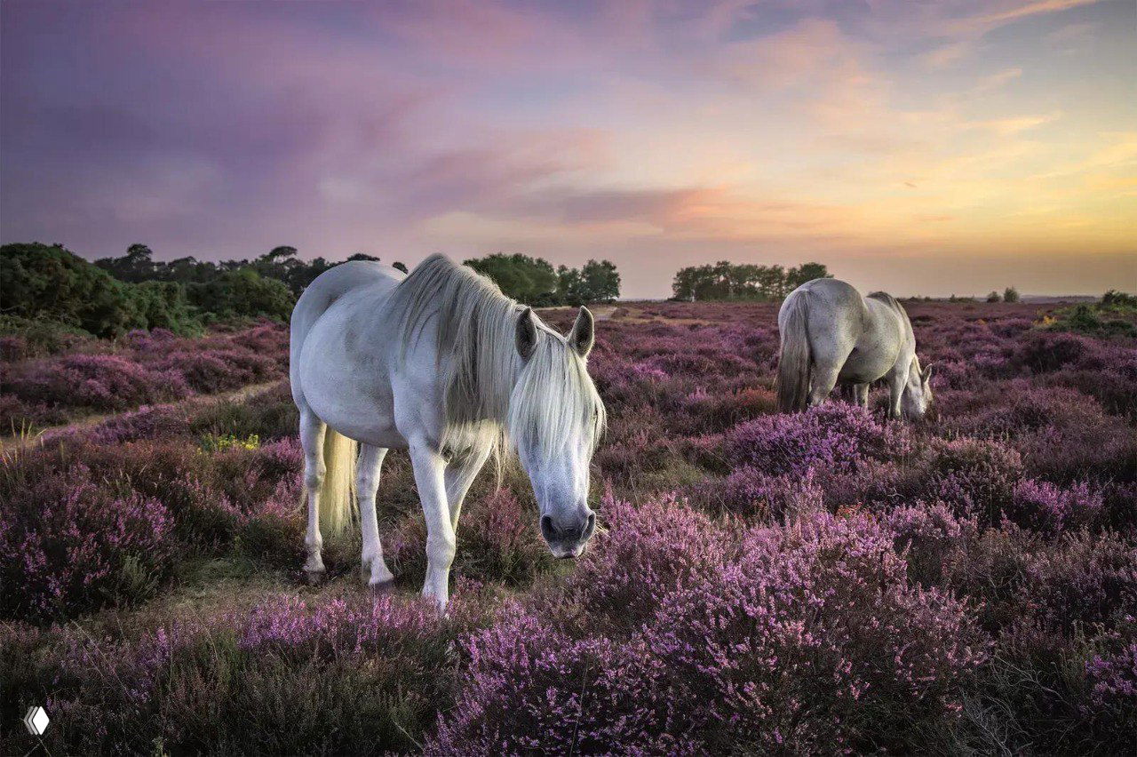 Белые лошади на фоне цветущего фиолетового верескового поля при закате — пасторальный пейзаж с животными и мягким светом.