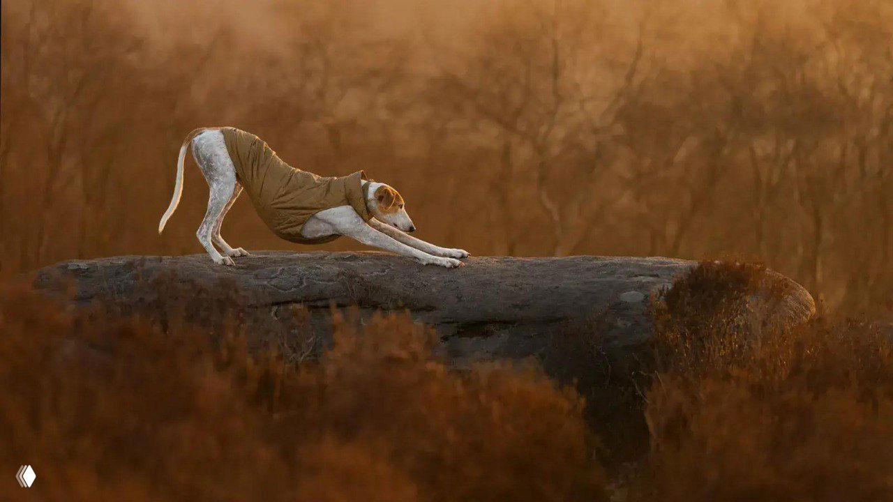 Грейхаунд растягивается на бревне в тёплом вечернем свете на фоне буроватого пейзажа — изящная композиция и поза собаки.
