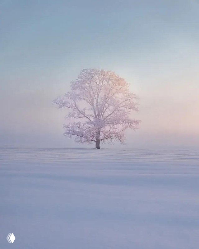 Дерево в заснеженном поле на Хоккайдо, мягкий розово-голубой свет рассвета и туман создают минималистичный зимний пейзаж.