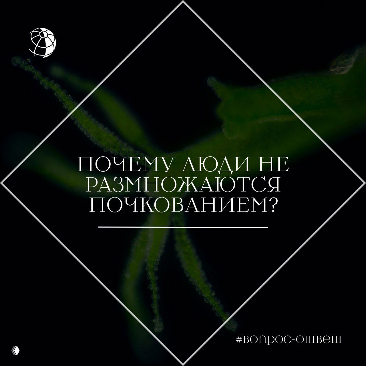 Изображение: чёрный фон, зелёные нитевидные структуры, ромбовидная рамка и текст «Почему люди не размножаются почкованием?»