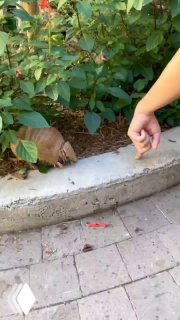 Броненосец на тротуаре у бордюра среди зелёных кустов; рядом в кадре видна рука человека, указывающая на животное и привлекающая внимание к панцирю.