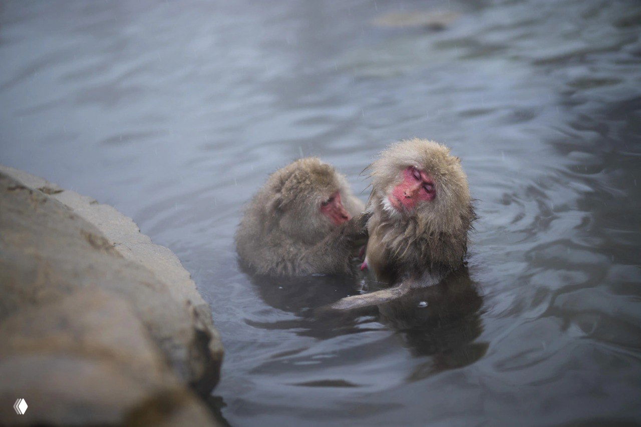 Две японские макаки в горячем источнике: одна чистит шерсть другой; показывает социальное поведение обезьян в Дзигокудани.
