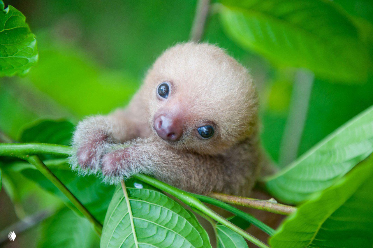 Детёныш ленивца на зелёной ветке в естественной среде; крупный план, мягкий мех и любопытный взгляд — фото Сэм Тралл.