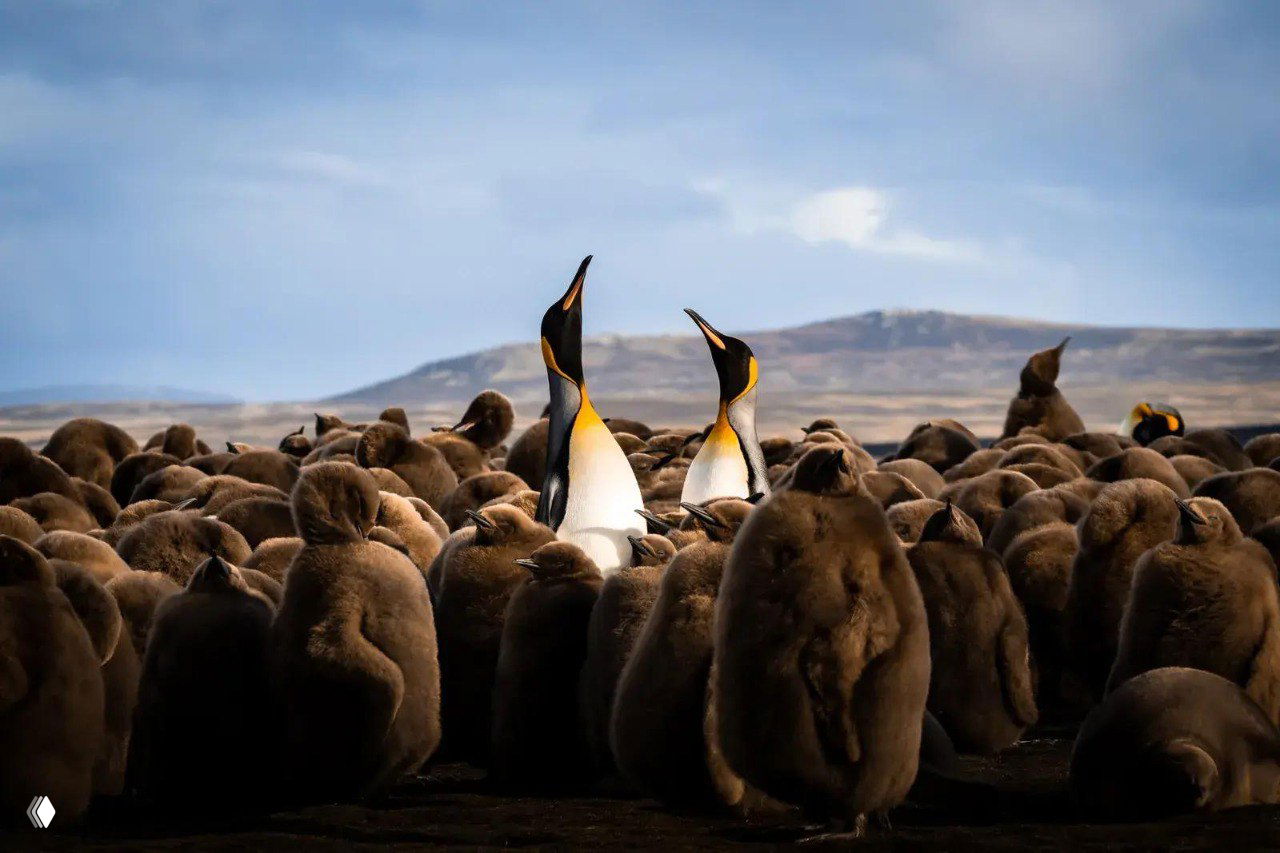 Колония королевских пингвинов и пушистых птенцов на берегу: два взрослых птица возвышаются над множеством коричневых пуховых детёнышей на фоне пасмурного ландшафта.