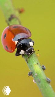 Крупный план семиточечной божьей коровки на стебле растения, насекомое рядом с тлями; видны несколько тлей на зелёном размытом фоне.