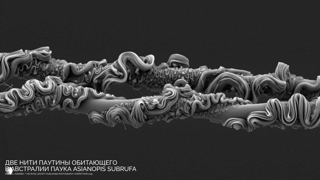 Микрофотография двух нитей паутины австралийского паука Asianopis subrufa: крупный чёрно-белый макро-снимок с высокой детализацией структуры и скрученных витков волокон.