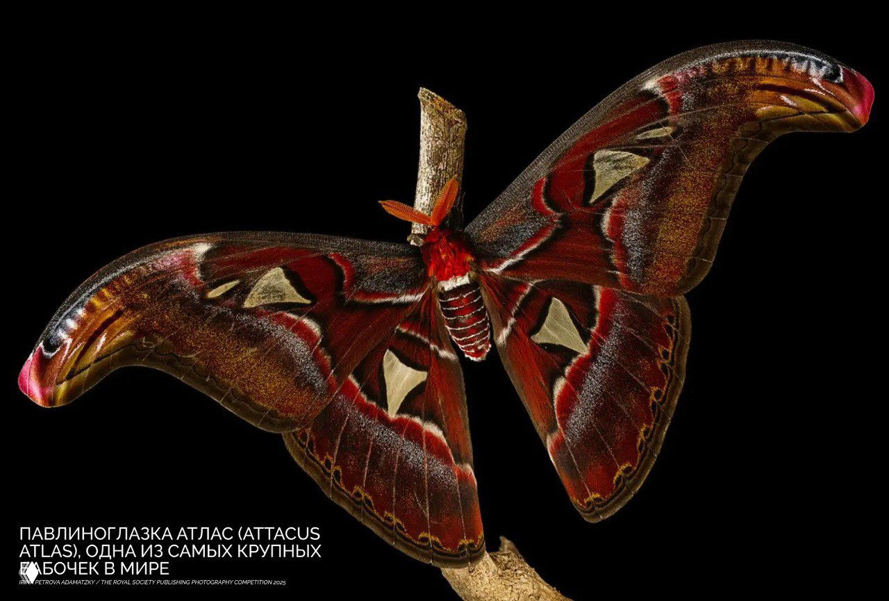 Крупный план бабочки павлиноглазки Атлас (Attacus atlas) на тёмном фоне: насыщенные коричневые и красные тона, видно крыло и тело насекомого в студийной подсветке.