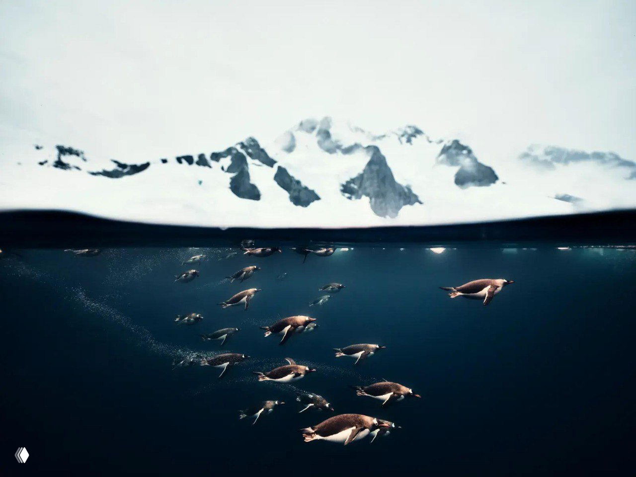 Подводный кадр с группой пингвинов, плывущих под водой; над поверхностью видна ледяная поверхность и снежные горы, контраст подводного и надводного миров.