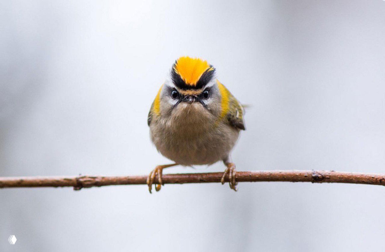 Пёстрая мелкая лесная птица с ярким жёлто‑оранжевым чубом, сидит на тонкой ветке и внимательно смотрит в кадр; фото из конкурса GDT.