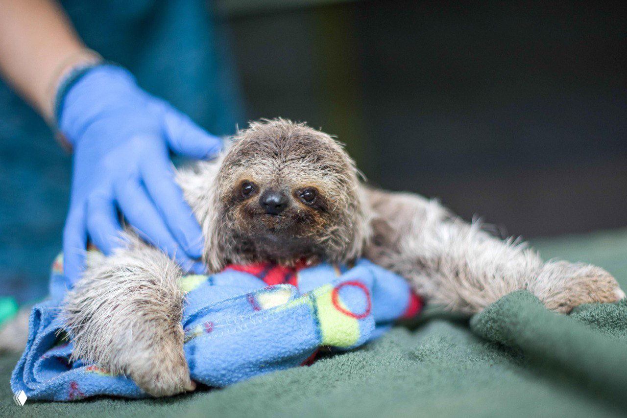 Ленивец в реабилитации на столе, рядом видна рука в медицинской перчатке; сцена ухода за осиротевшим животным в центре TSI.