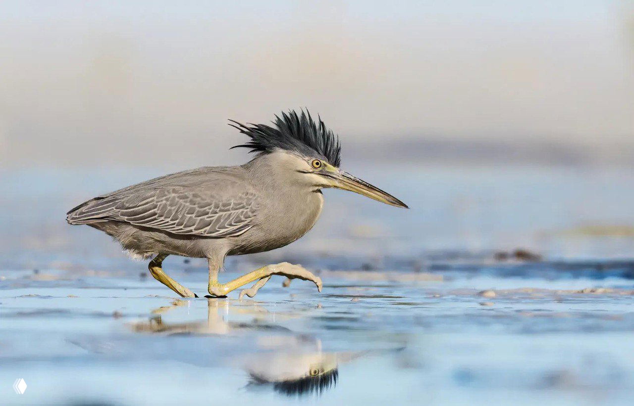 Серая цапля идёт по мелководью в характерной позе, аккуратно расставляя лапы; спокойное отражение в воде и мягкий размытый фон создают атмосферу охоты.