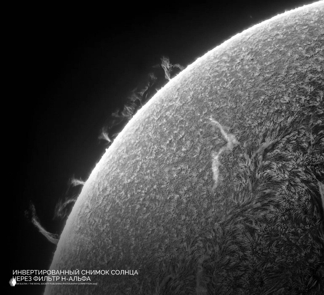 Инвертированный чёрно-белый снимок солнца с видимыми протуберанцами и текстурой поверхности — высокодетализированная астрономическая фотография с резким контрастом.