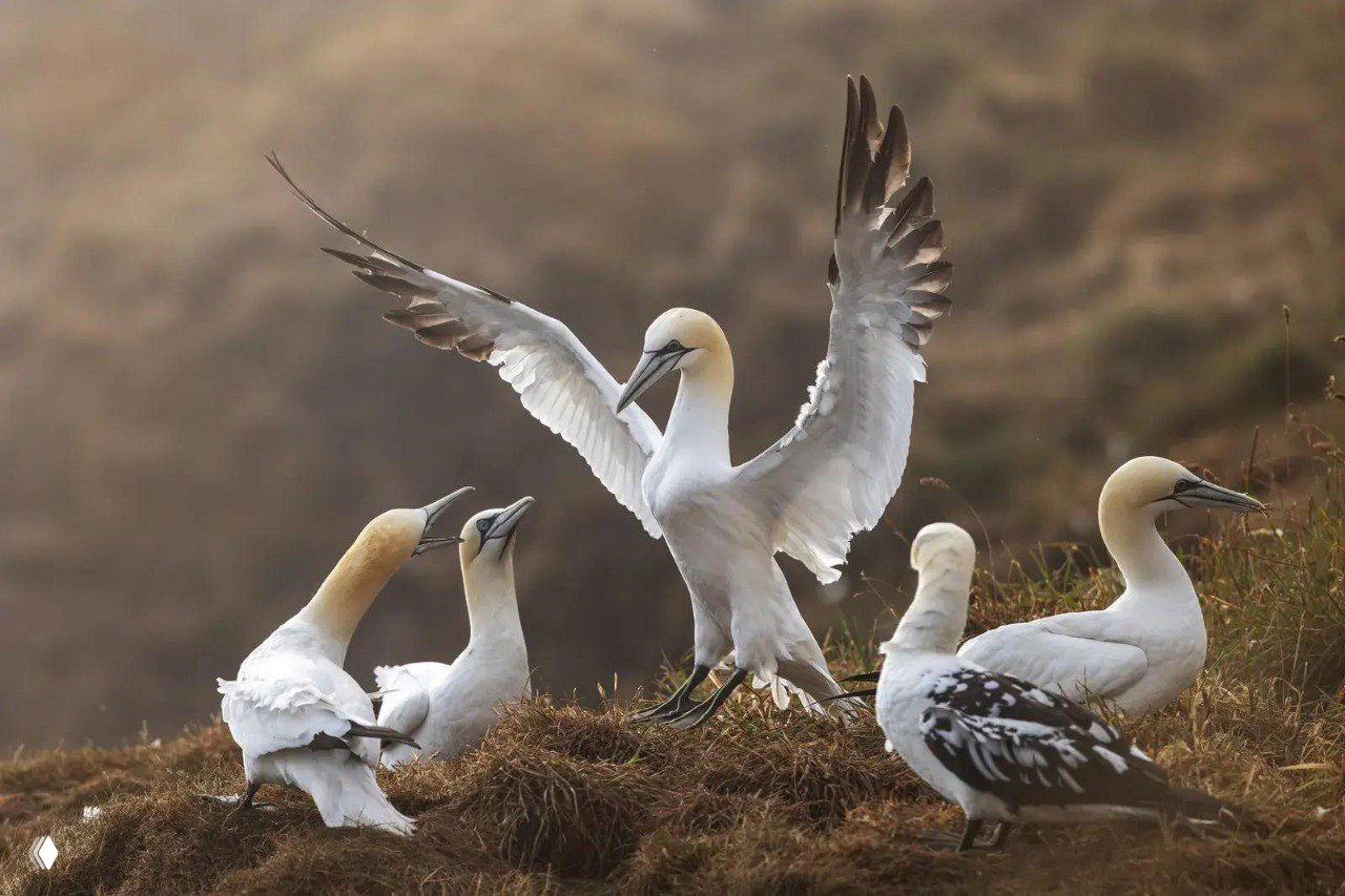 Белые олуши на скалистом берегу: несколько птиц на гнёздах, одна расправляет крылья в рассеянном тёплом свете, передний план с деталями оперения и рельефа.