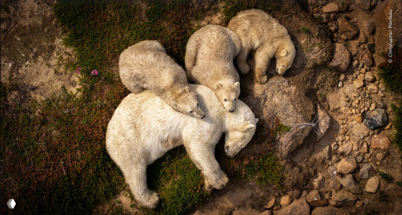 Снимки WPOTY, не прошедшие в финал