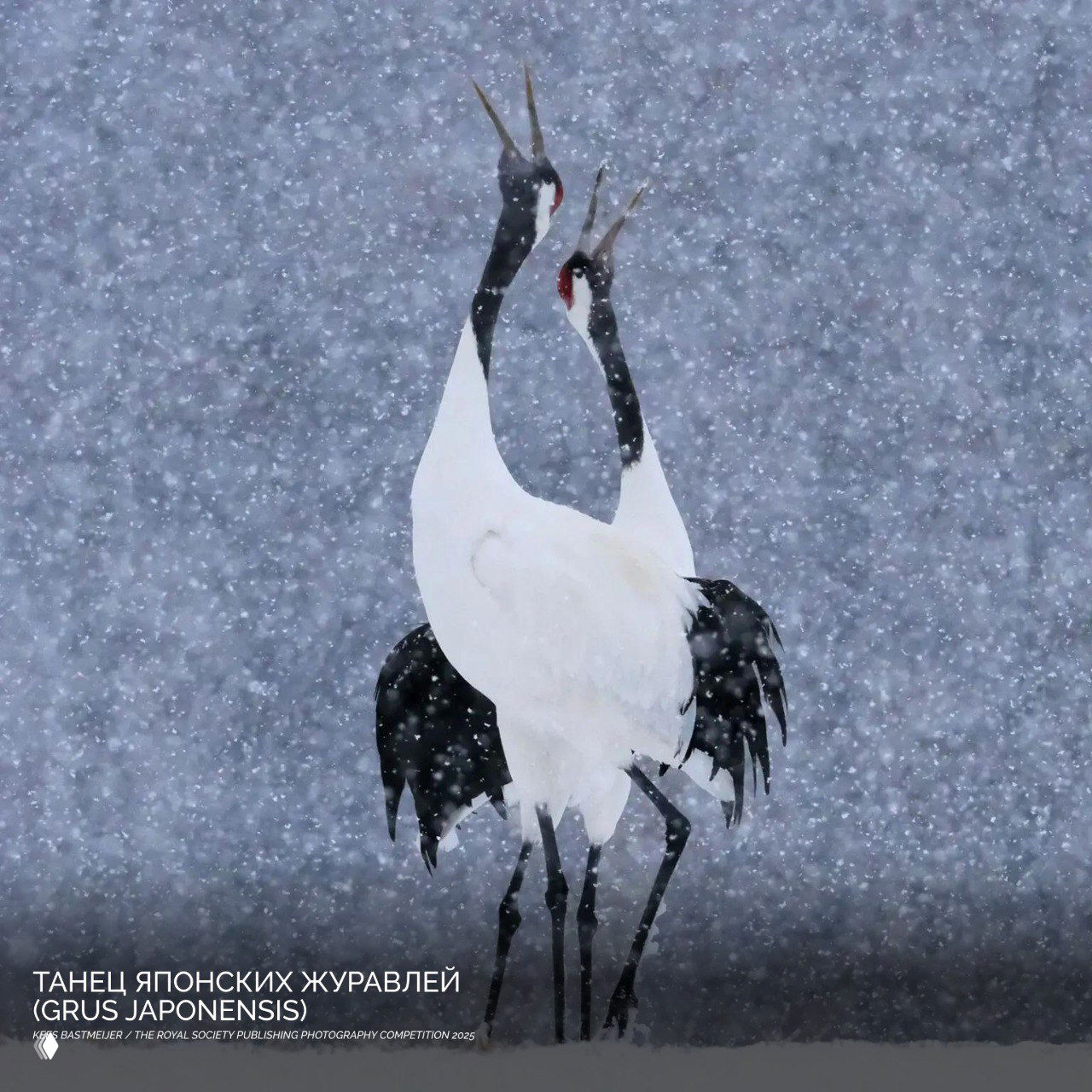 Два японских журавля (Grus japonensis) в снегопаде: белые птицы на фоне падающих снежинок, момент брачного танца запечатлён с эмоциональной экспрессией.