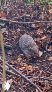 Ежик среди опавших листьев и веток на земле, крупный план животного, которое роется в листве и готовится к зиме.