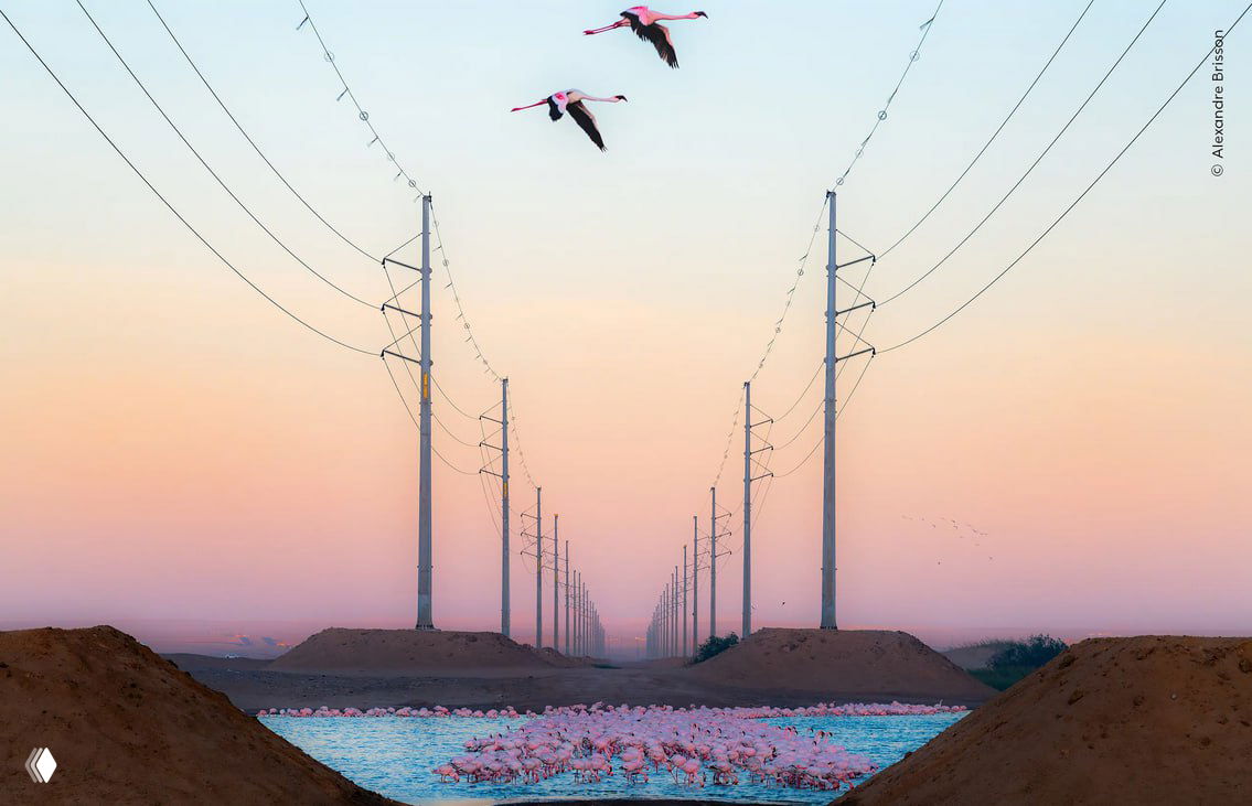 Панорамный кадр: розовые фламинго у водоёма и две птицы в полёте между линиями электропередач на фоне рассветного неба, снимок из WPOTY.