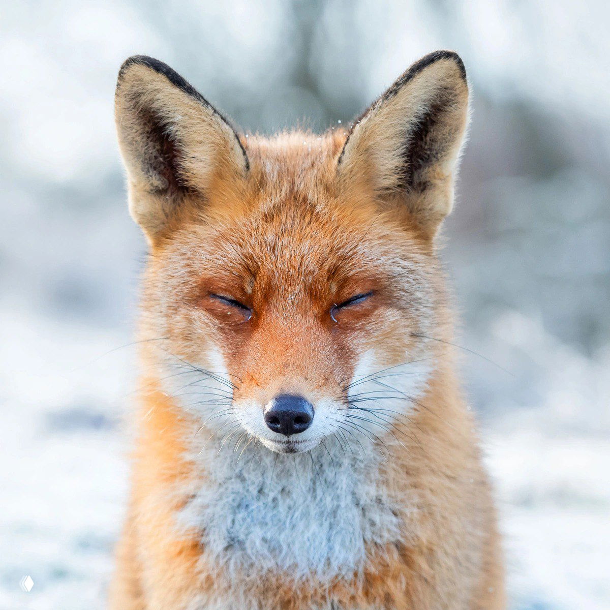 Крупный план мордочки рыжей лисы с полузакрытыми глазами и инеем на шерсти, нюансы зимнего света и текстуры меха.