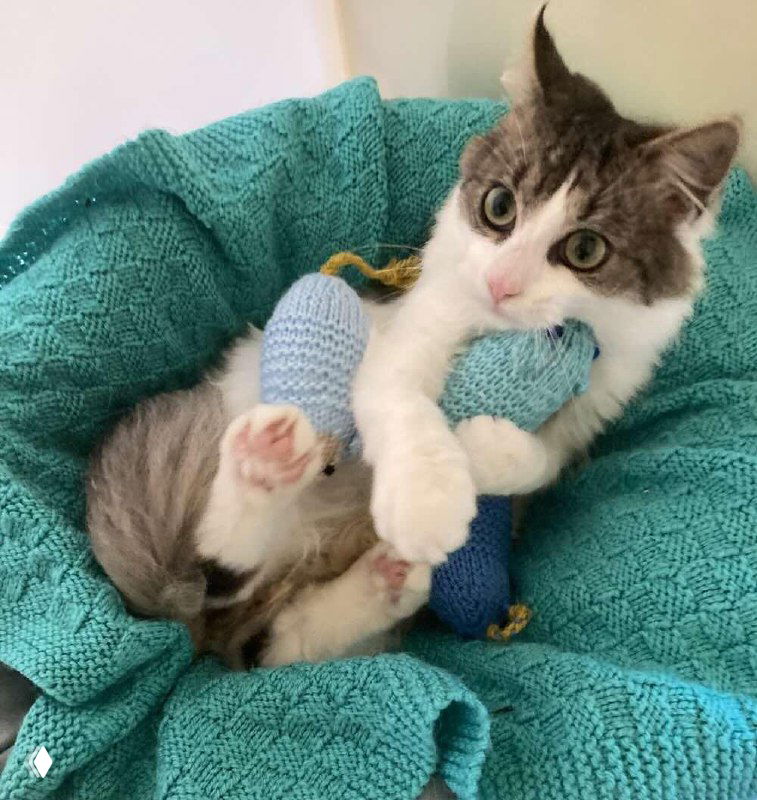 Котёнок в мягком бирюзовом пледе обнимает вязаную шерстяную мышку — фотография, иллюстрирующая благотворительную акцию по сбору игрушек для приютов.