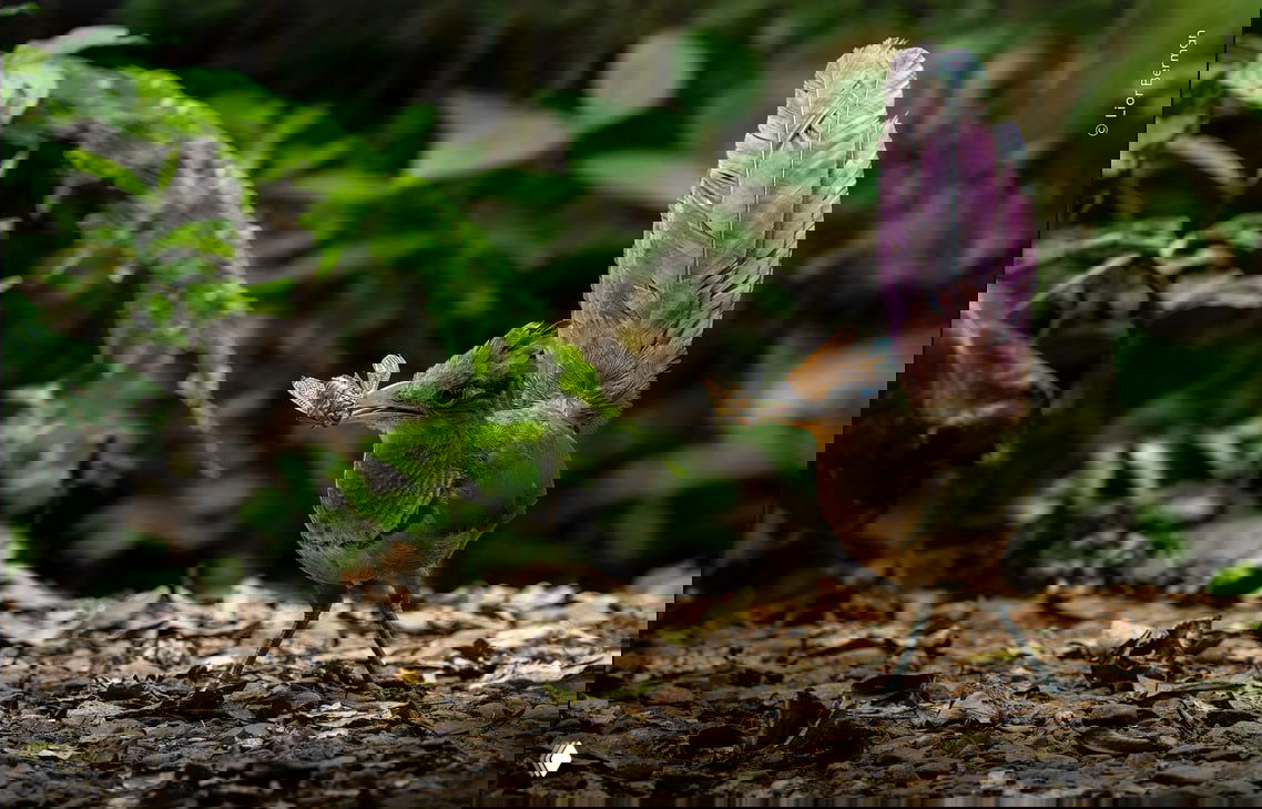 Яркая лесная птица в тени тропического леса с насекомым в клюве, детализированное оперение и влажный лесной пол, кадр из конкурса WPOTY.