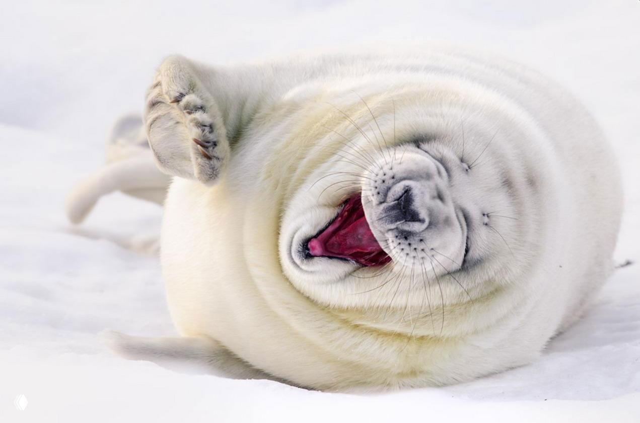 Спящий тюлень, скрученный в клубок на снегу, рот широко открыт в зевке — забавный момент в природной среде из фотоконкурса.
