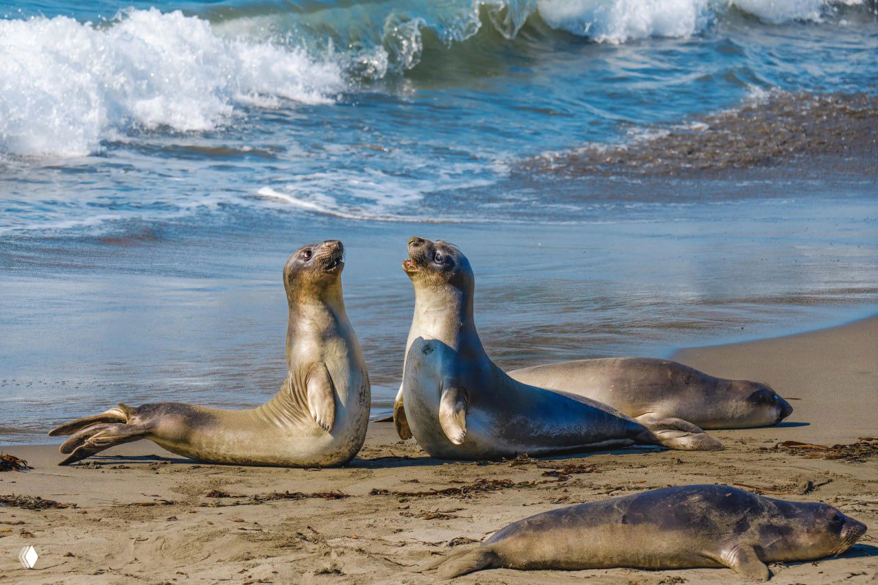 Два взрослых южных морских слона лежат на песчаном берегу рядом с прибойными волнами; видно побережье и часть колонии.