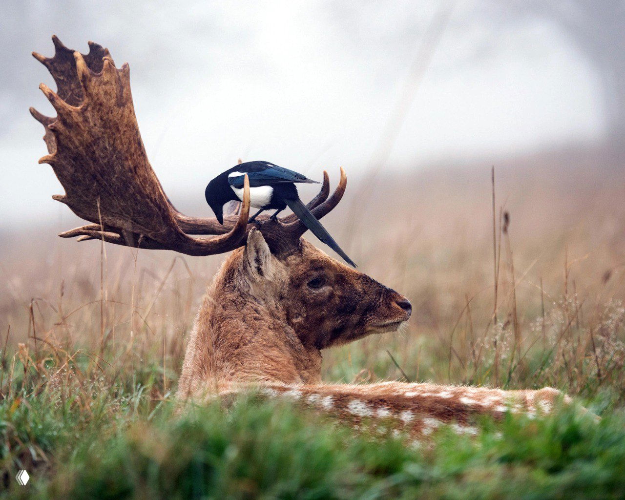 Сорока, сидящая на широком роге отдыхающего оленя в туманном Ричмонд-парке (Лондон); птица собирает клочки шерсти для гнезда.