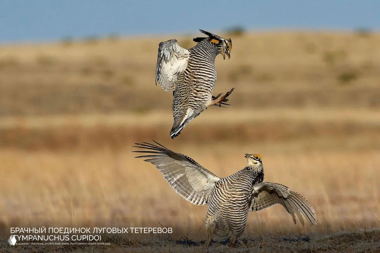 Брачный поединок луговых тетеревов (MAnupanchus cupido) на светлом фоне степного ландшафта: два самца в активной позе, запечатлено поведение птиц.