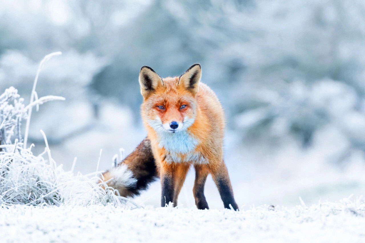Рыжая лиса стоит в заснеженном поле в Зандворте, видны иней и моросящие растения на переднем плане, снимок Анны Стелло.