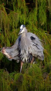 Фото большой голубой цапли в естественной среде: крупная птица с распушёнными перьями и длинным клювом на фоне густой зелёной растительности.