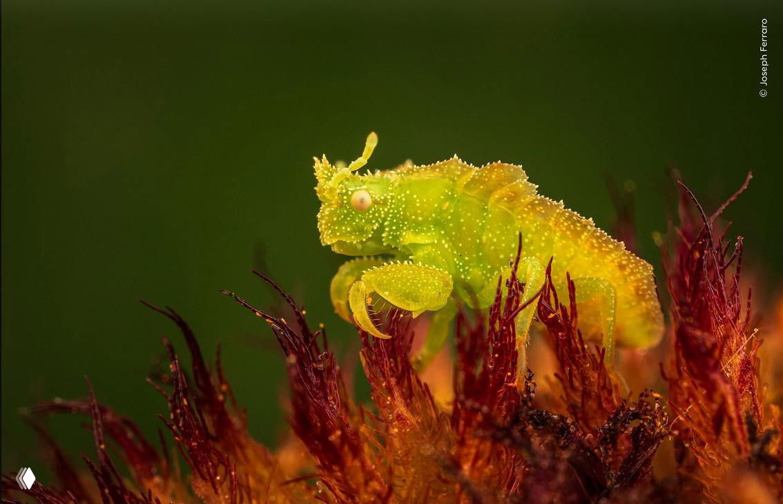 Макрофотография маленького ярко-зелёного существа с бугристой кожей, расположенного на красноватом мхе; сочные цвета и текстуры, фото из WPOTY.