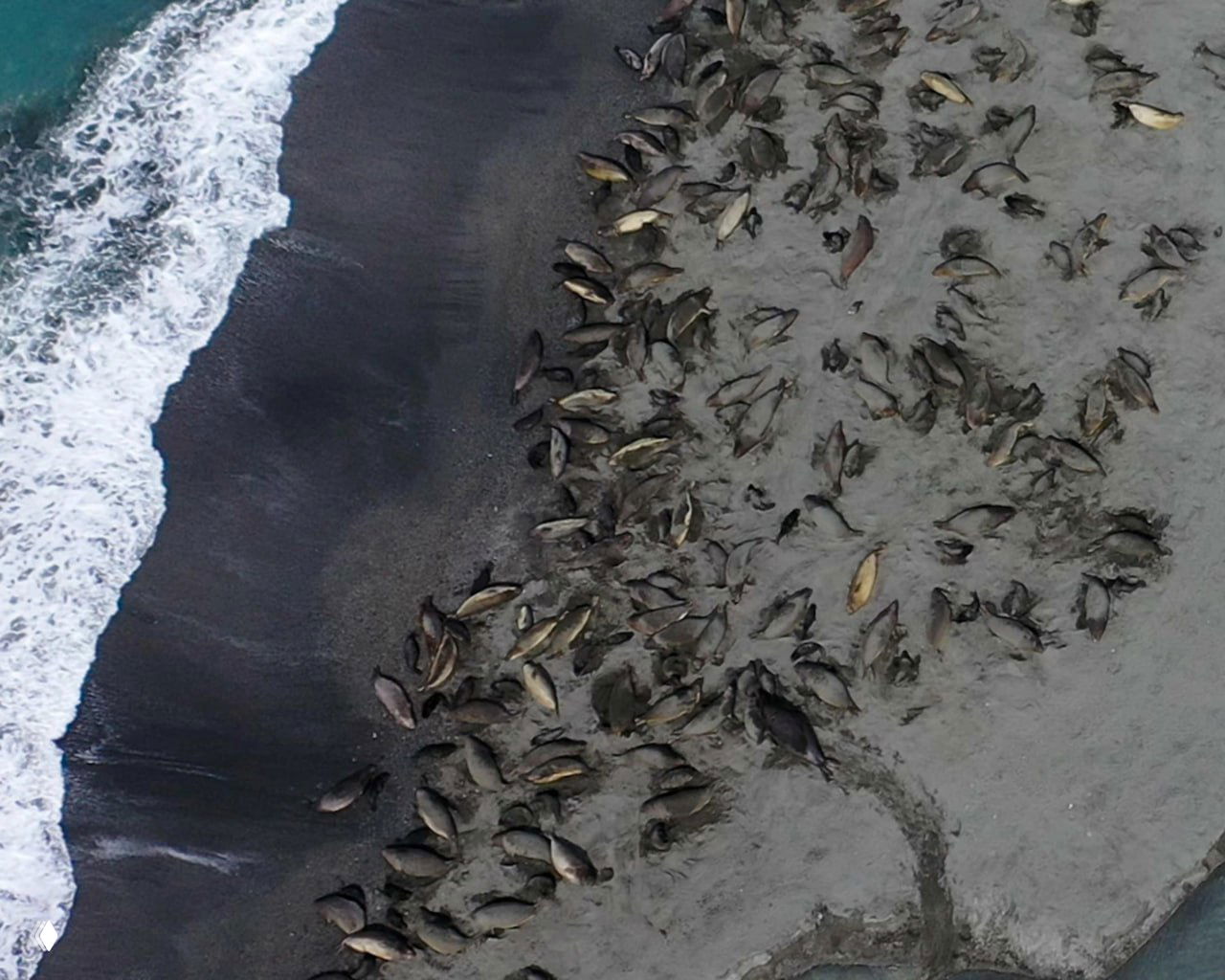 Аэрофотосъёмка крупной колонии южных морских слонов на чёрном песчаном пляже у кромки воды; множество особей видно с воздуха.