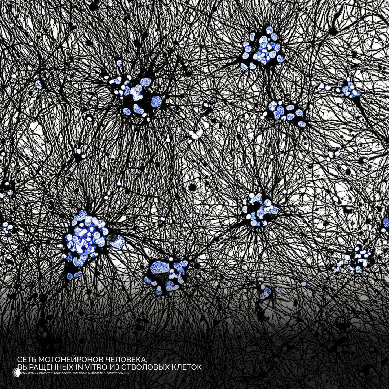Сеть моторейронов человека, выращенных in vitro из стволовых клеток: микроскопический чёрно-белый узор нейронных ответвлений с выделенными синими ядрами клеток.