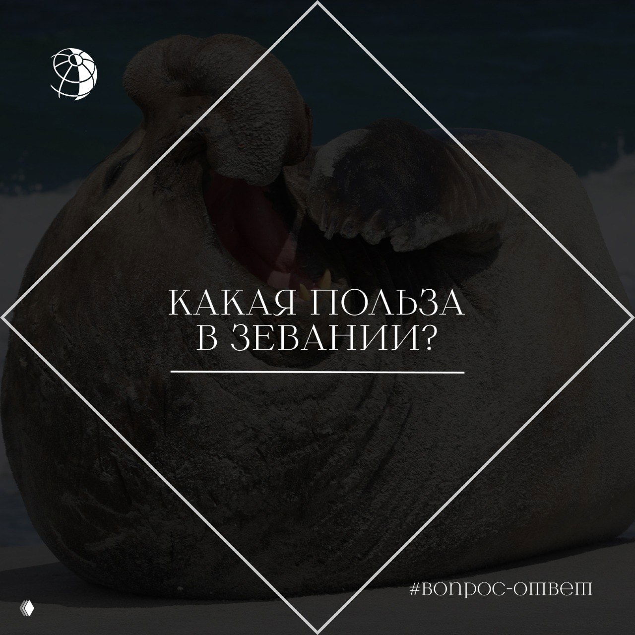 Широко зевающий морж на берегу моря; снимок показывает открытый рот и позу животного, иллюстрируя тему пользы зевания.