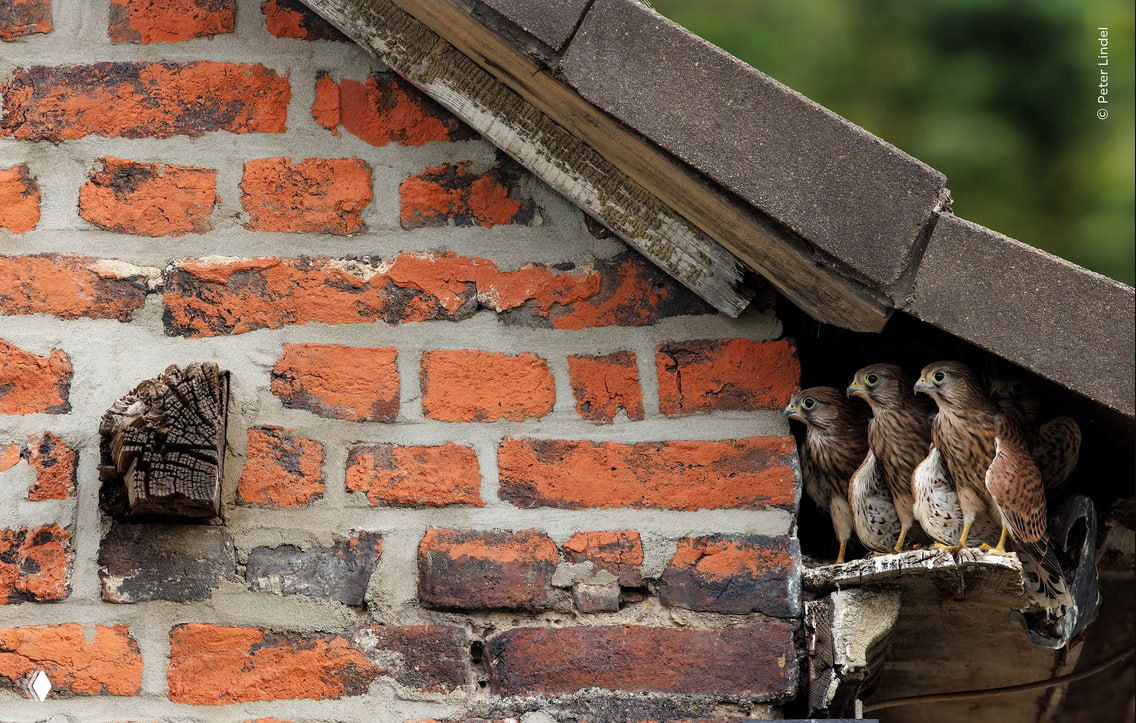 Три птенца хищной птицы прижались в укрытии под карнизом кирпичного дома — городской натуралистический сюжет, кадр прислан на WPOTY.