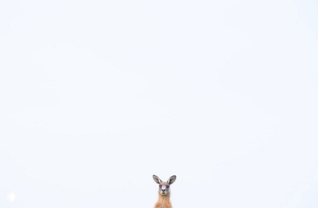 Маленький олень или косуля внизу кадра на светлом фоне — композиция с минимализмом и комичным расположением субъекта.