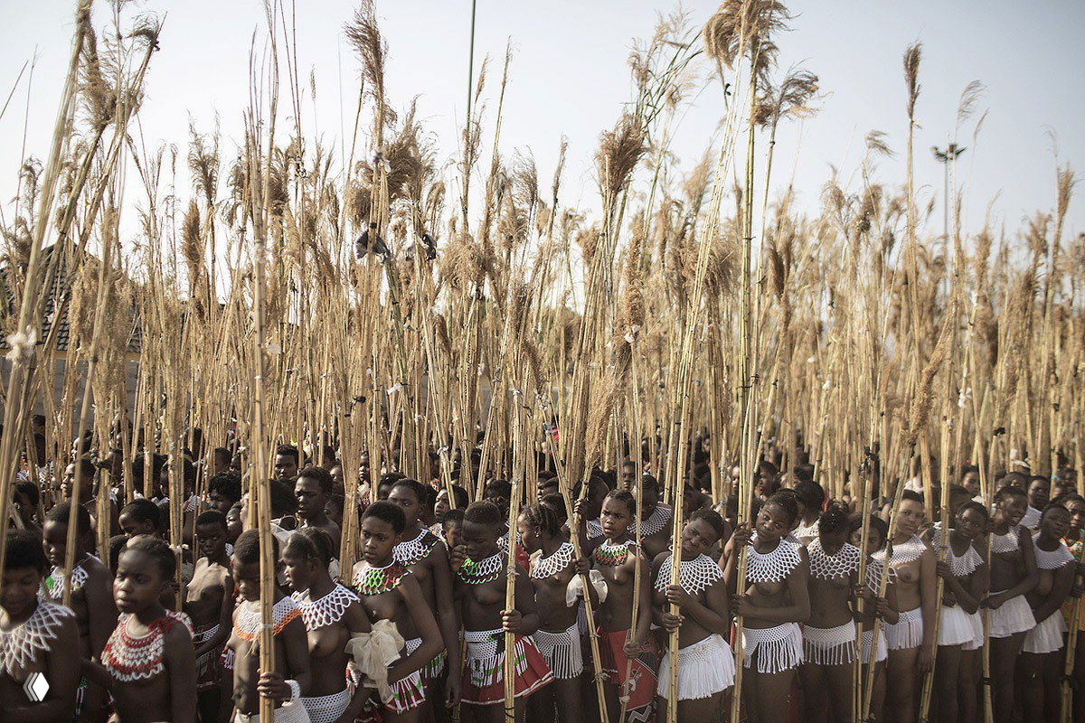 Большая колонна молодых девушек в традиционных украшениях держит высокие стебли тростника во время праздника Умланга в Лобамбе, Свазиленд.