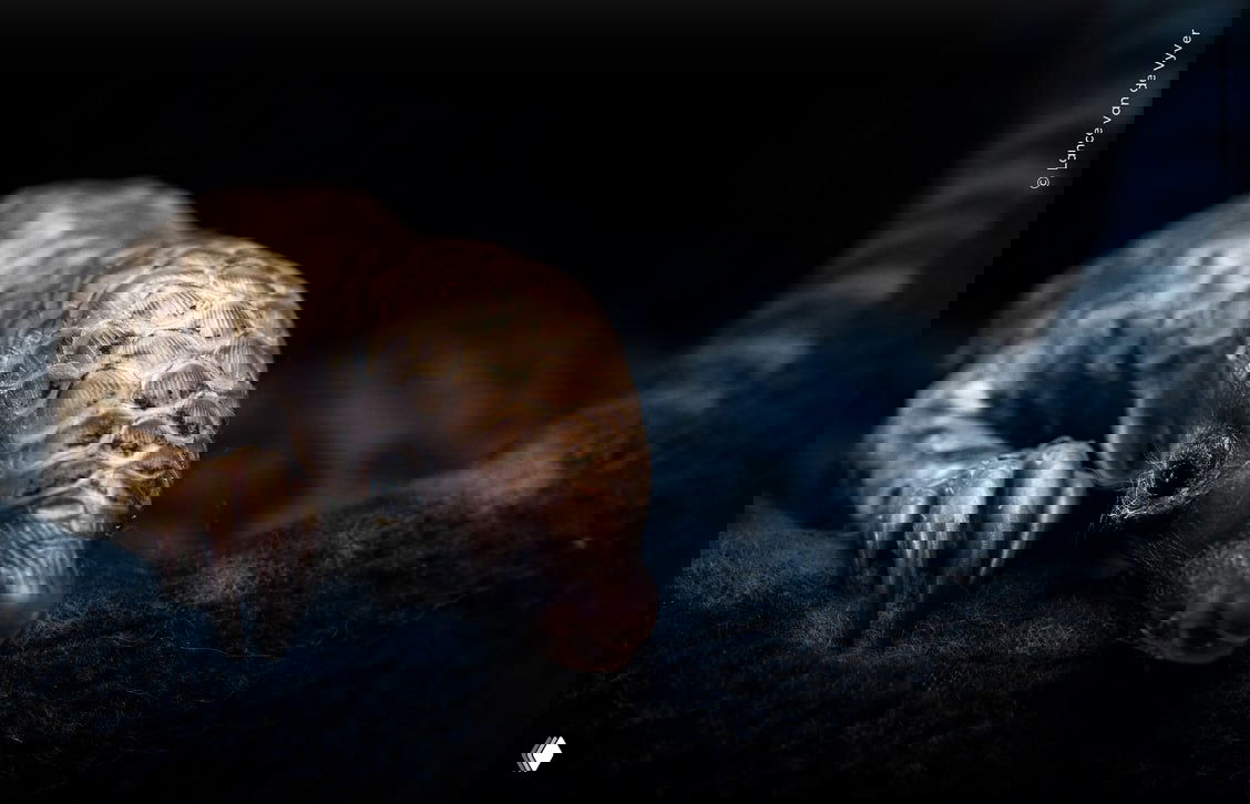 Крупный портретный план новорождённого панголина или похожего чешуйчатого зверька, лежащего на тёмной мягкой подстилке; интимный кадр из WPOTY.