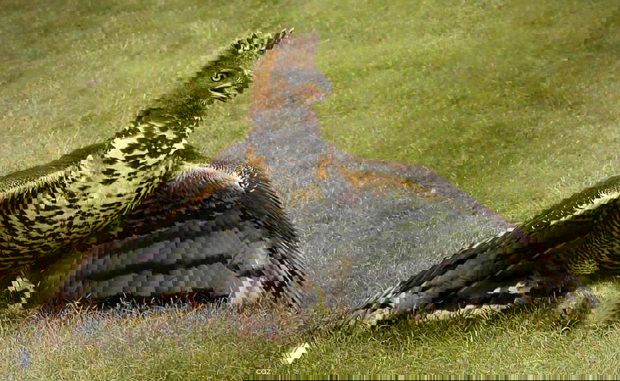 Венценосный орёл расправляет крылья над добычей на траве: кадр подчёркивает размеры птицы и её охотничье поведение на земле.