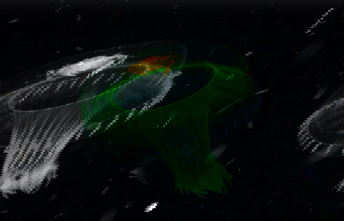 Ночное подводное фото: прозрачная медуза с зелёным свечением и маленьким крабом на куполе медузы, чёрный фон подчёркивает светящиеся детали, снимок WPOTY.