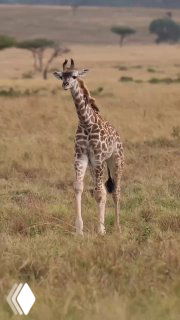 Жираф стоит в африканской саванне, видна длинная двухметровая шея и пятнистая окраска; на фоне — разреженная трава и акации.